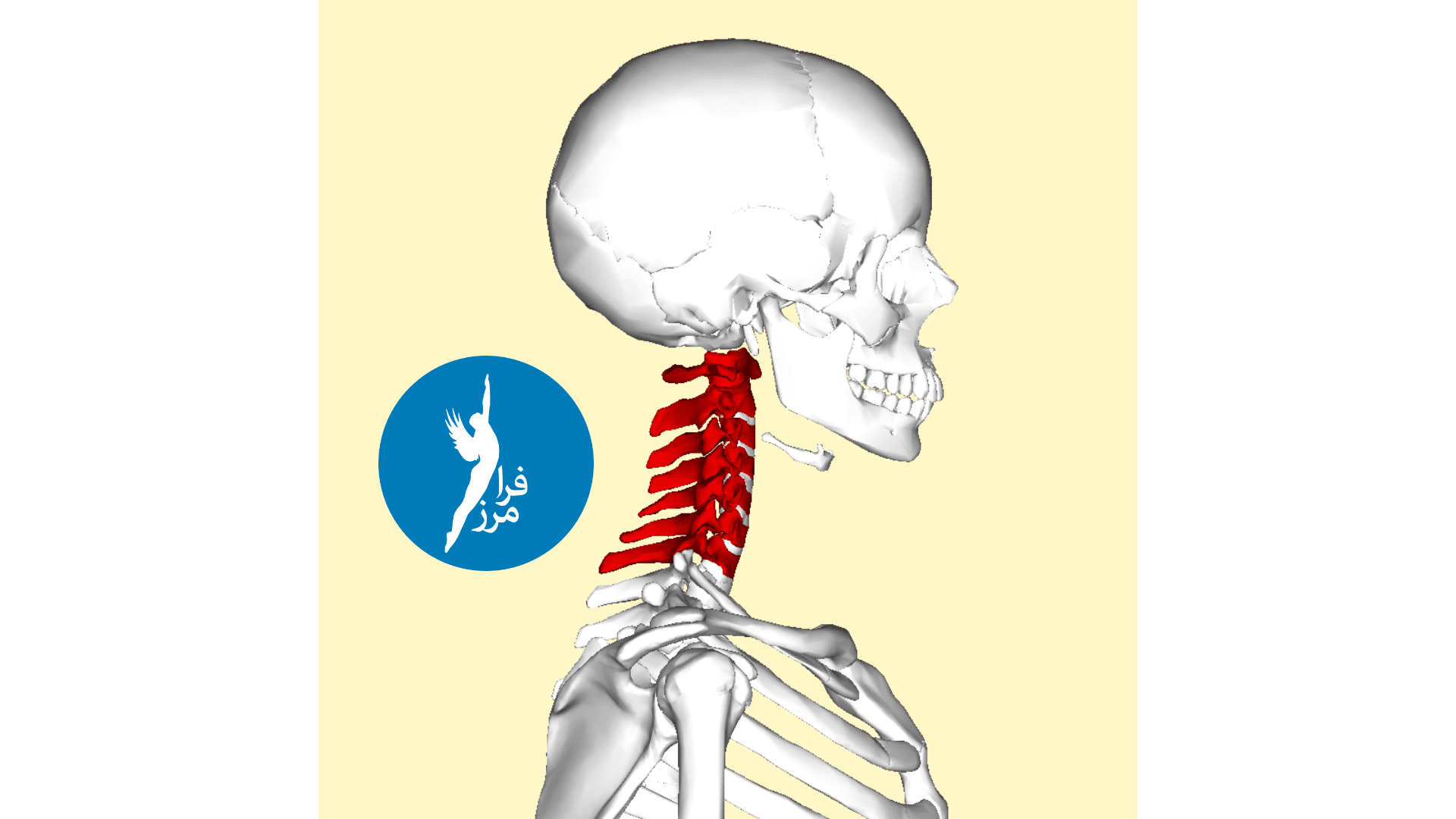 اسپوندیلوز گردن یک اصطلاح کلی برای ساییدگی و پارگی ناشی از افزایش سن در ستون فقرات گردنی (گردن) است که می تواند منجر به گردن درد، سفتی گردن و سایر علائم شود. گاهی اوقات به این حالت آرتروز یا آرتروز گردن می گویند.