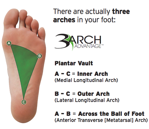 قوس های طولی و عرضی کف پا که اختلال در قوس طولی باعث عارضه صافی کف پا میشود