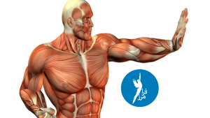 5 گروه عضلانی مهم و نحوه تقویت آنها